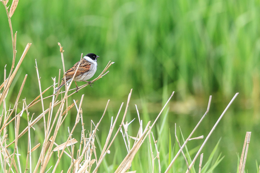 Reed Bunting-male by padlock