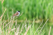 30th Apr 2018 - Reed Bunting-male