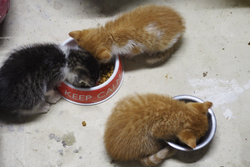 Calm kittens, appetites satisfied. by s4sayer