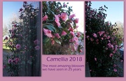 30th Apr 2018 - Camellia 2018