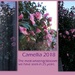 Camellia 2018 by sarah19
