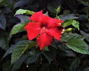 1st May 2018 - Rich Red Hibiscus ~