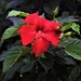Rich Red Hibiscus ~ by happysnaps