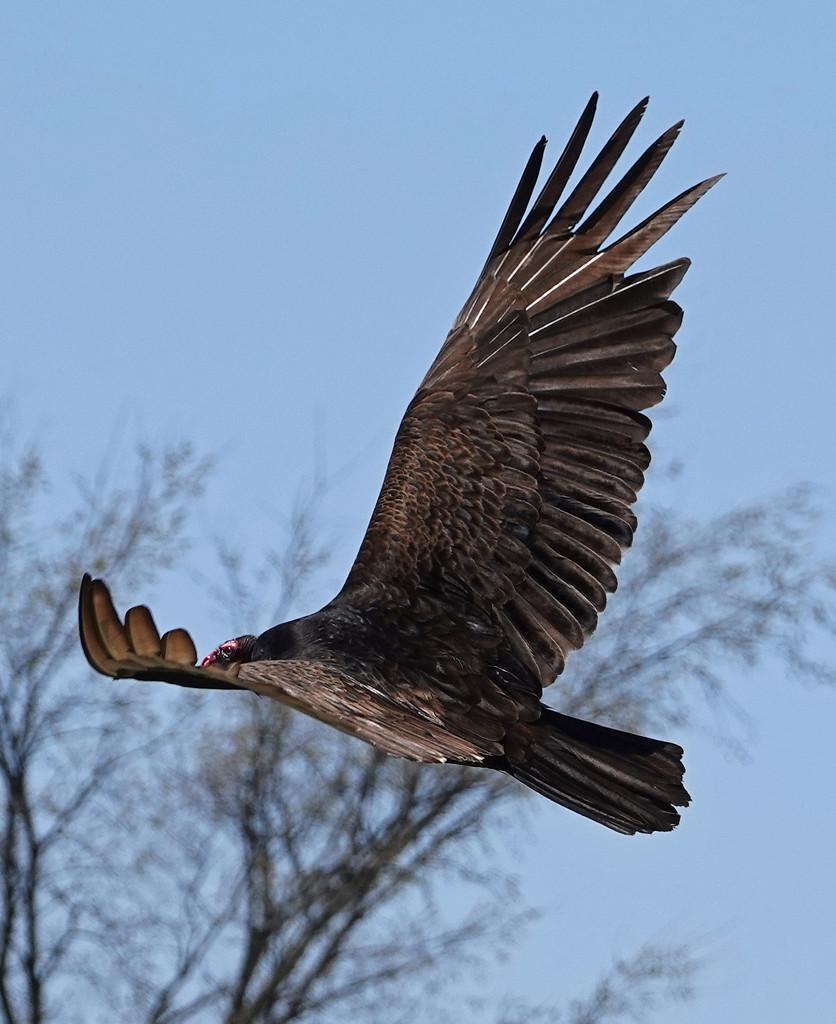 Turkey Vulture by annepann