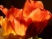 30th Apr 2018 - Sun light on tulips,,