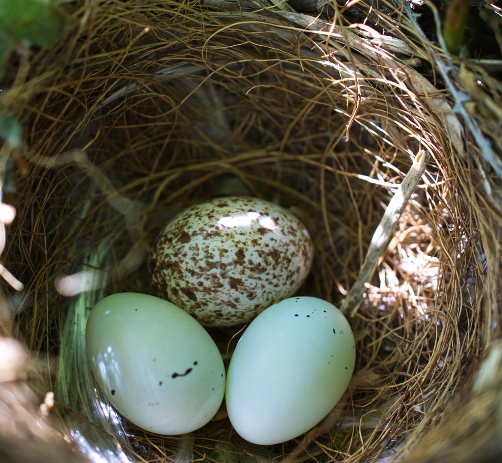 Guess what I found on the front porch? by eudora