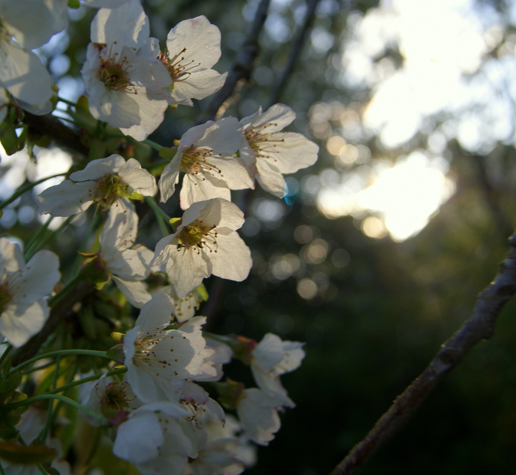 Late afternoon Cherry Blossom  by filsie65