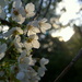 Late afternoon Cherry Blossom  by filsie65
