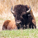 Bison Face by rminer