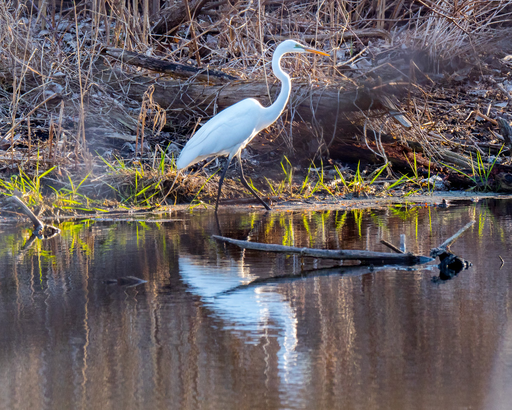 Great White Egret Golden Hour by rminer