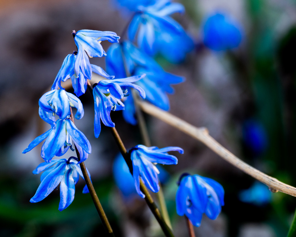 Siberian Squill by rminer