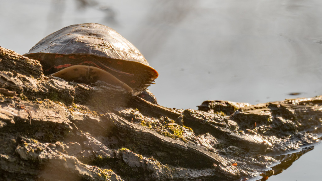 Painted Turtle Wide by rminer