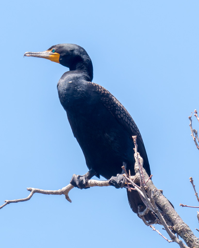 Double-crested Cormorant Closeup by rminer