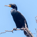 Double-crested Cormorant Closeup by rminer