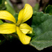 Yellow Violet by rminer
