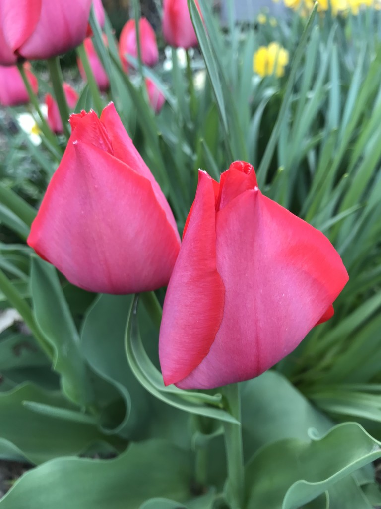 Tulips again  by beckyk365