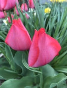 28th Apr 2018 - Tulips again 