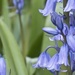 Bluebell study 1 by helenhall