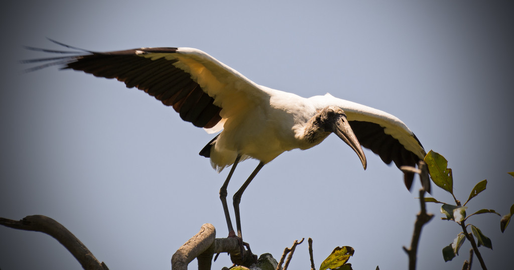 Woodstork Pose, Just Before Jumping! by rickster549