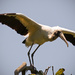 Woodstork Pose, Just Before Jumping! by rickster549