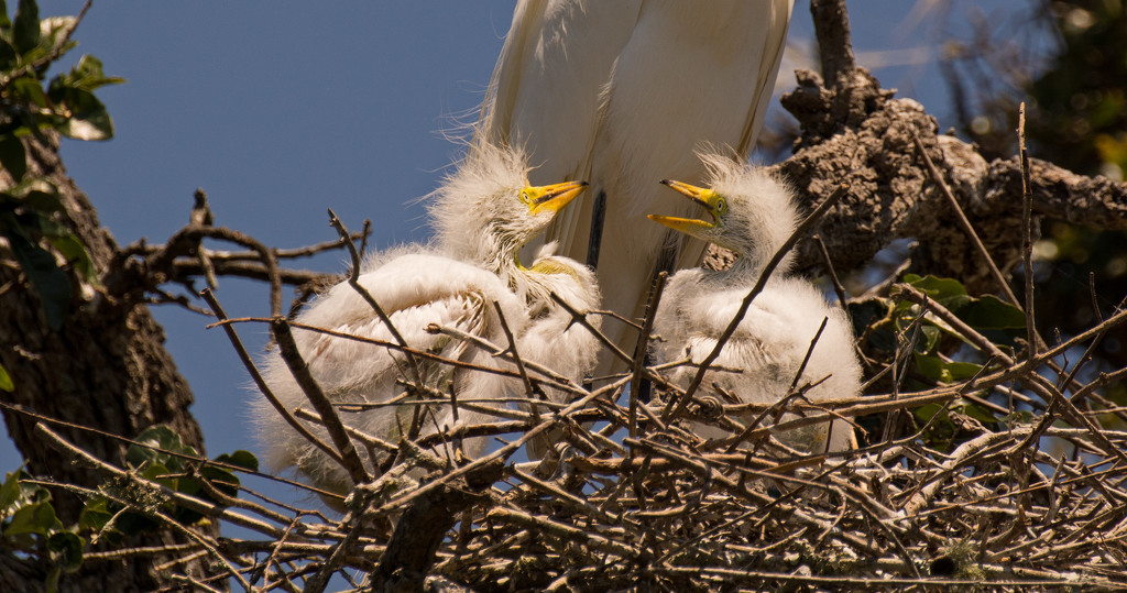 Hey Mom, We're Down Here and We're Hungry! by rickster549