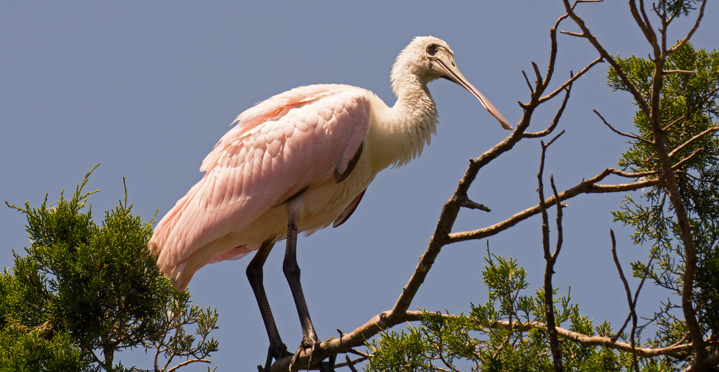 Roseate Spoonbill Watching Over Things! by rickster549