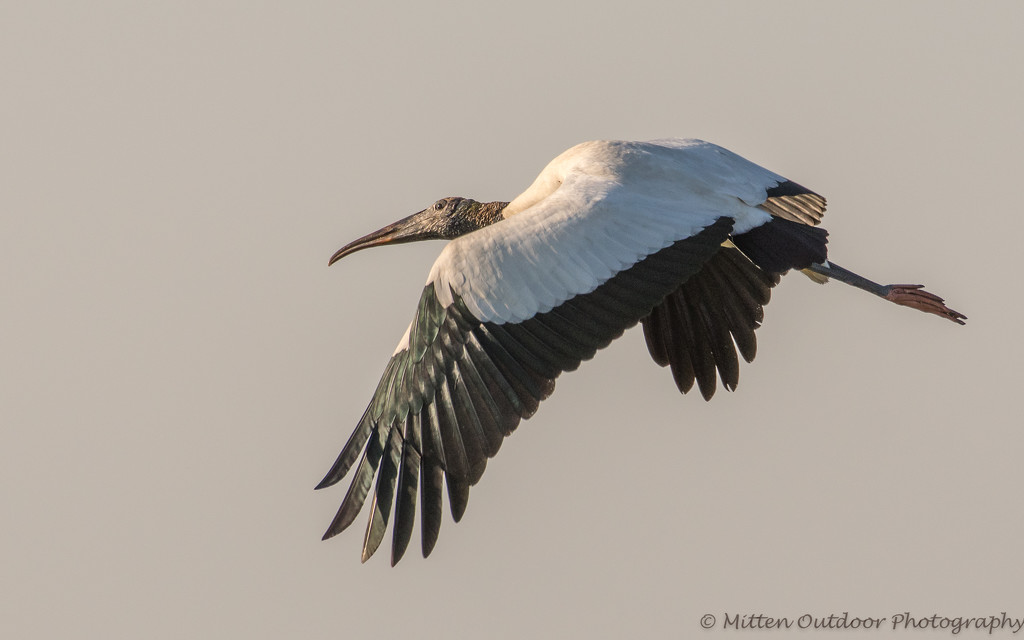 Wood Stork at Sunset by dridsdale