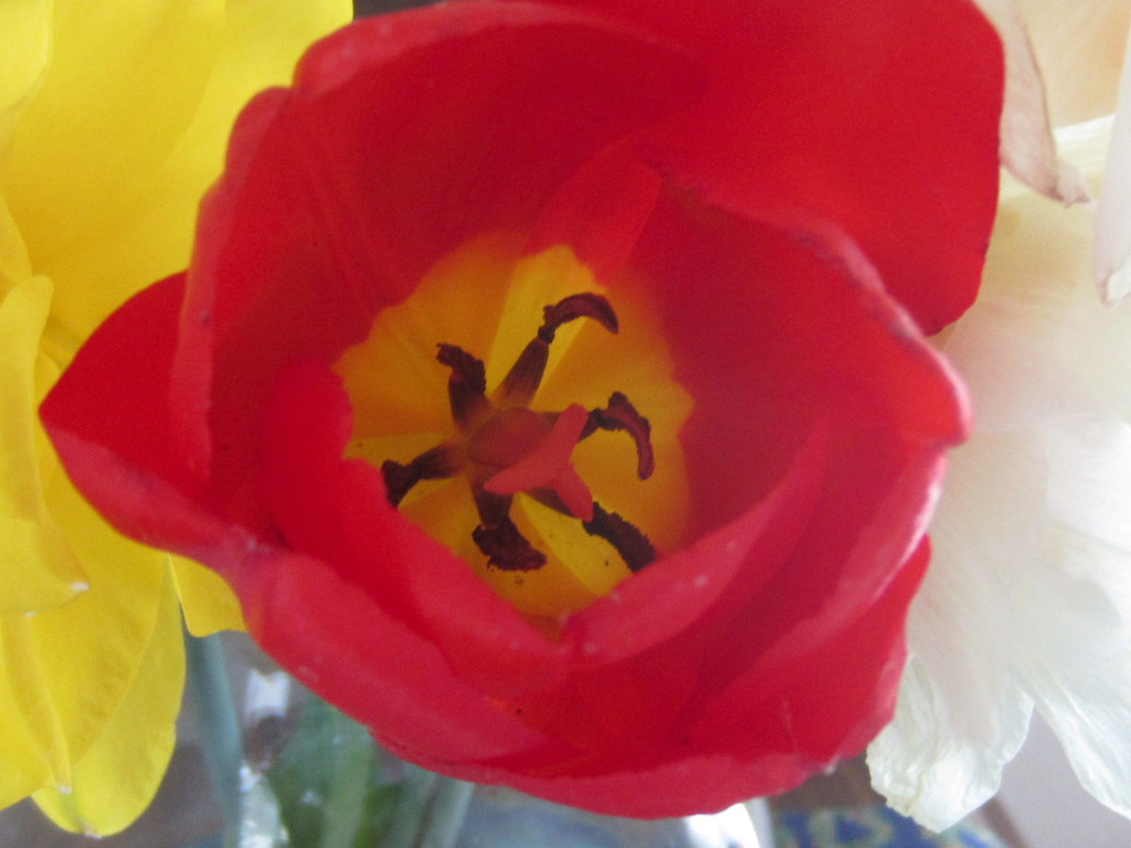 Tulip by bjywamer