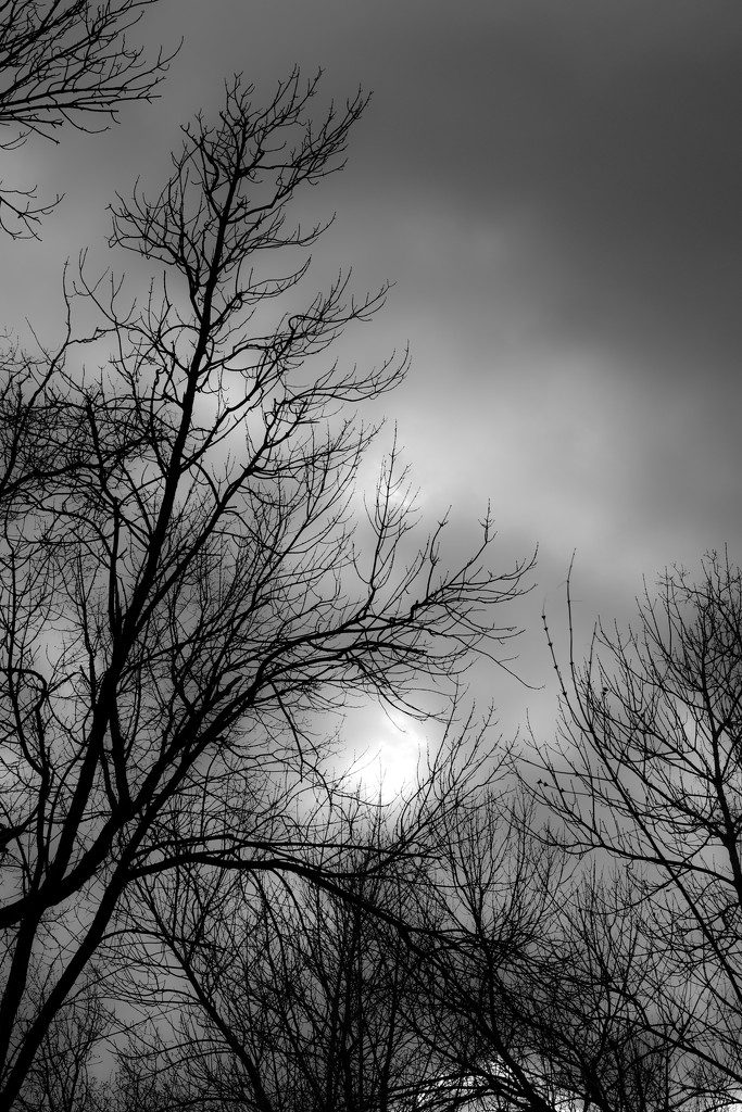 Tree and Sky by tosee