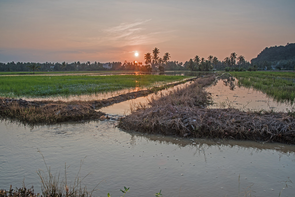 Sunrise at the Rice Paddy by ianjb21