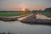 30th Apr 2018 - Sunrise at the Rice Paddy