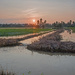 Sunrise at the Rice Paddy by ianjb21