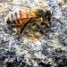Bee Still by jaybutterfield