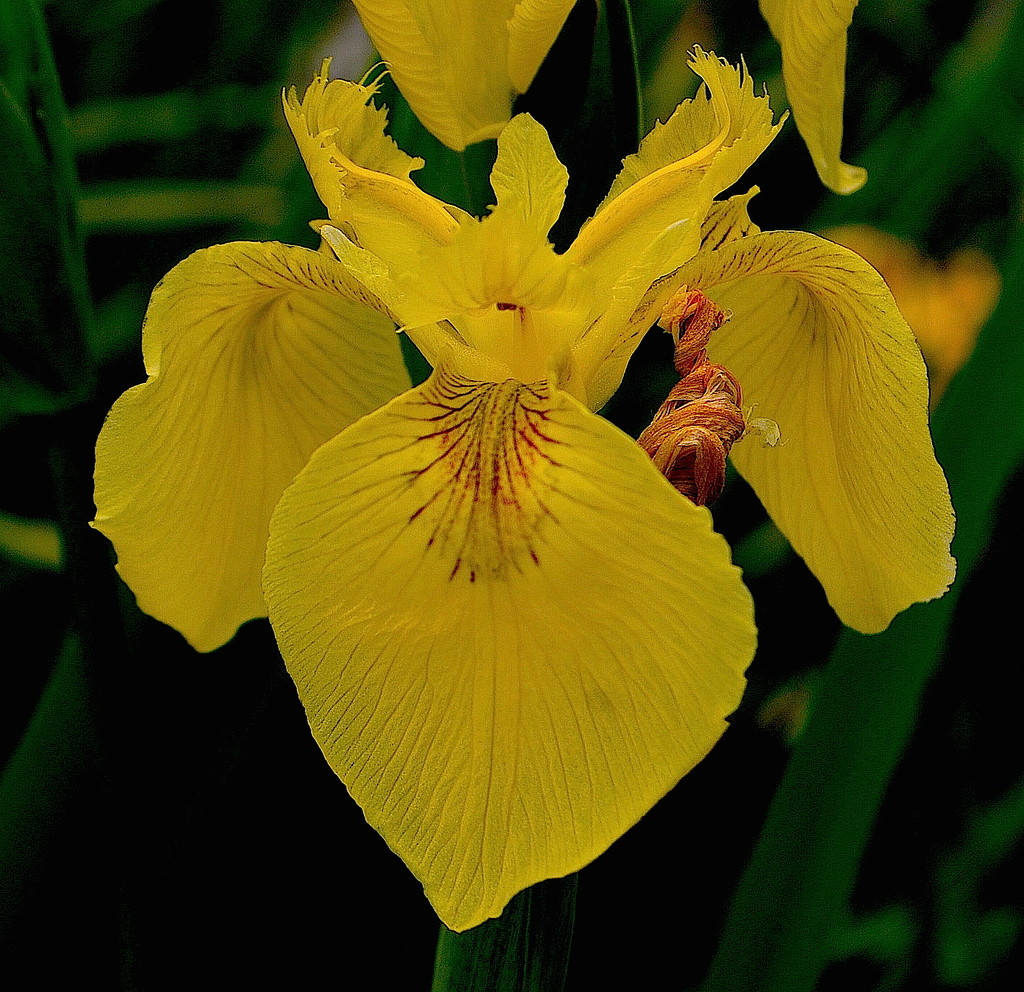 Iris, Magnolia Gardens by congaree