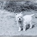 Finlay in the sand dunes by pamknowler