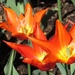 Tulips by g3xbm