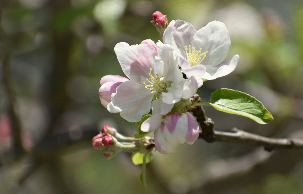 Apple Blossom by alophoto