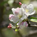 Apple Blossom by alophoto