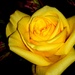 Yellow Rose by stownsend