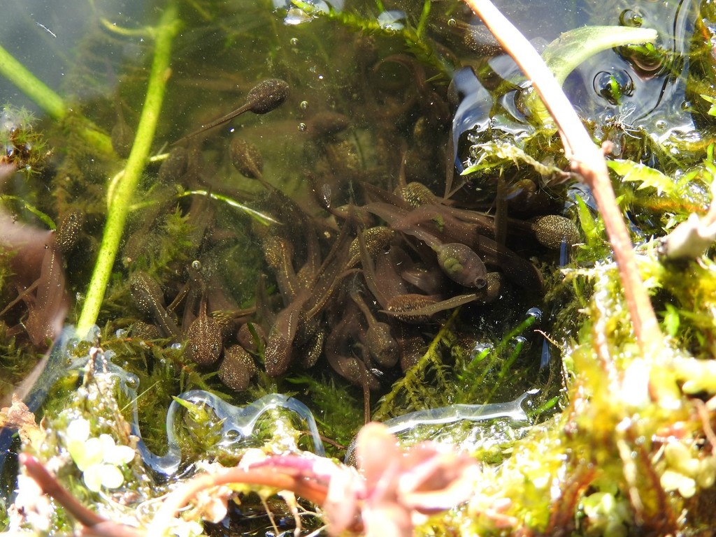 Tadpoles by roachling
