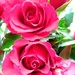 Roses by gabis