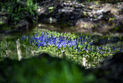 1st May 2018 - Bluebell Reflection