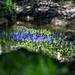 Bluebell Reflection by megpicatilly