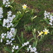 Flowers in My Lawn by selkie