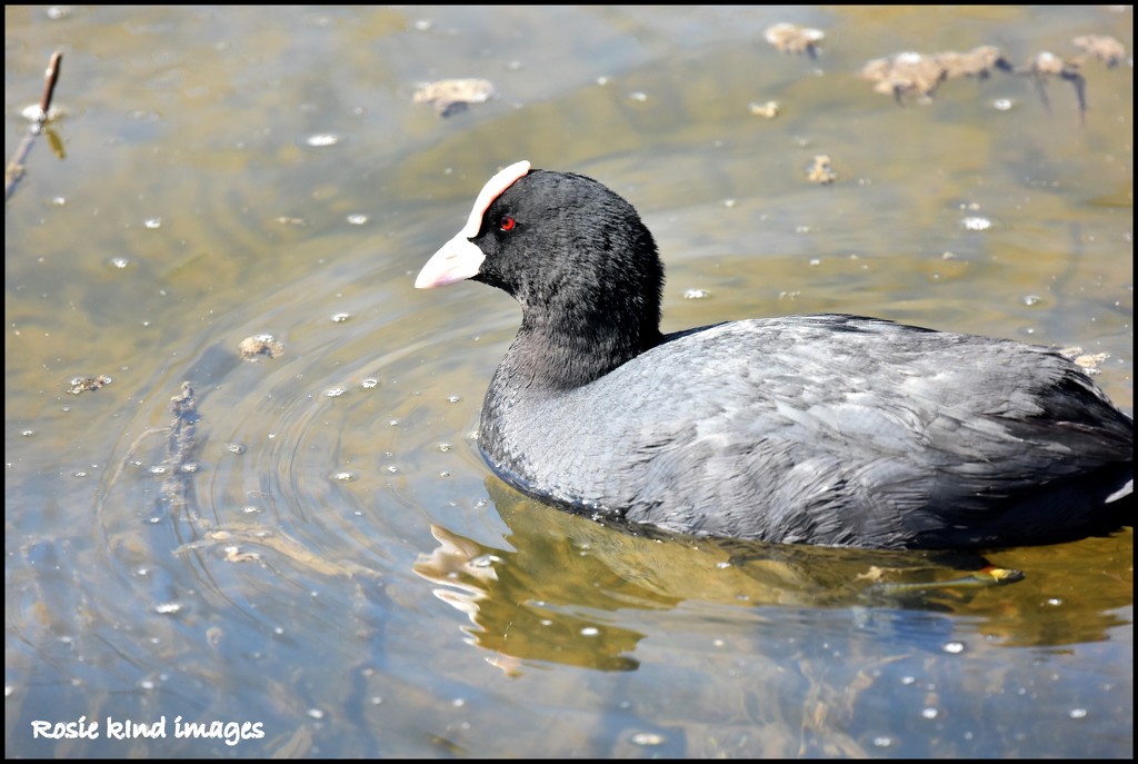 Coot by rosiekind