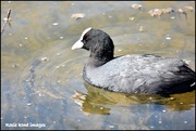 1st May 2018 - Coot