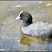 Coot by rosiekind
