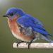 Male Eastern Bluebird by annepann