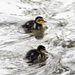 Ducklings by oldjosh