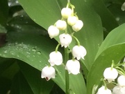 1st May 2018 - Lily of the Valley